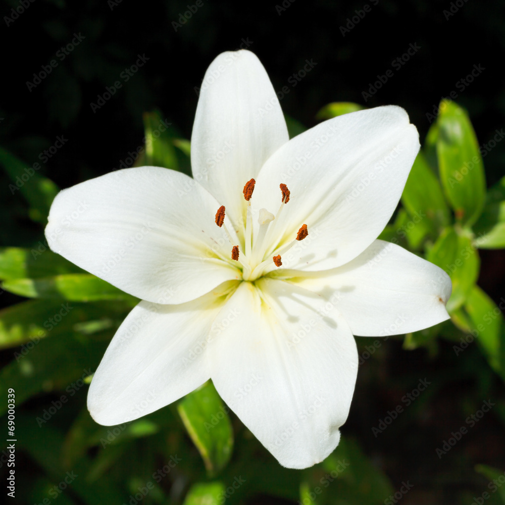 above view of white flower Lilium candidum above view of white flower Lilium candidum