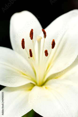 white head of flower Lilium candidum