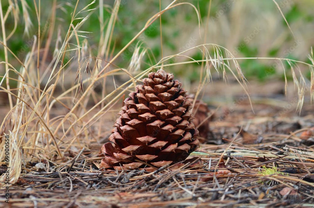 conifer cone conifer cone