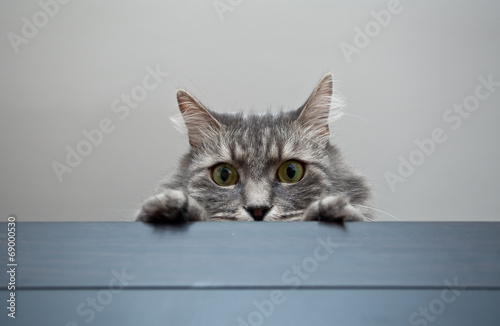 Grey siberian cat laying on cupboard and controling situation