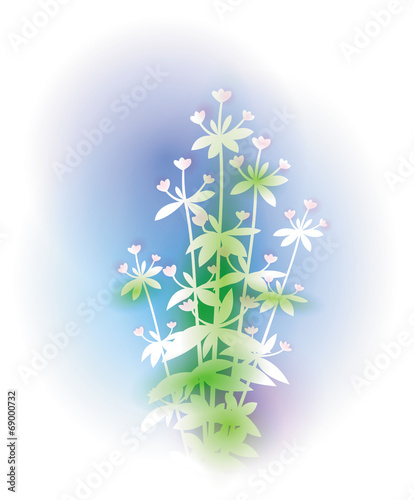 Illustration With Oregano Bunch