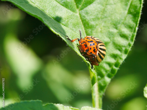 potato bug in potatoes leaves