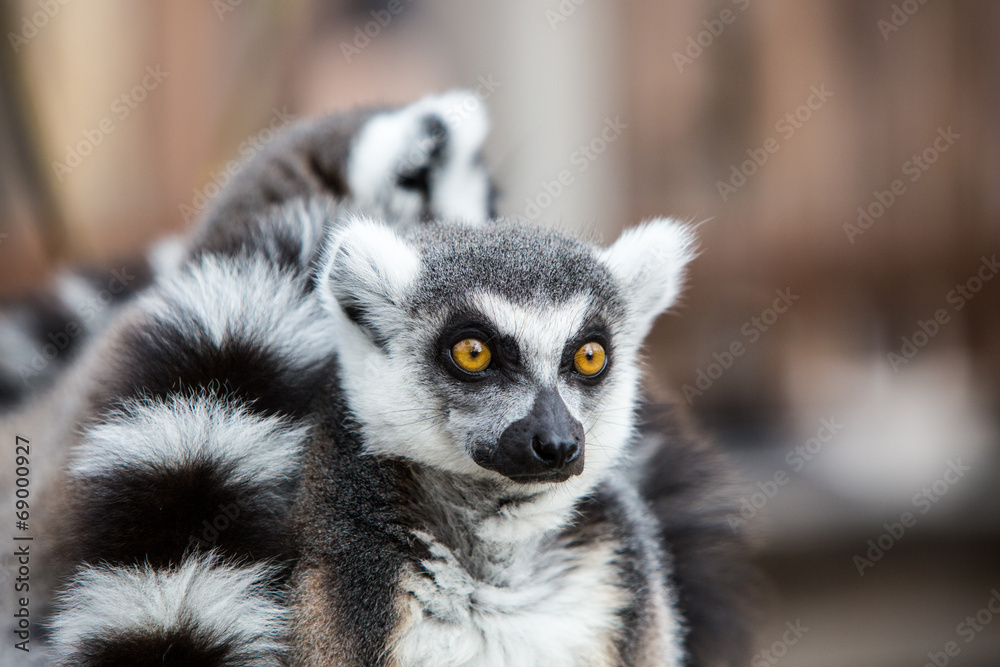Fototapeta premium Ring-tailed Lemurs