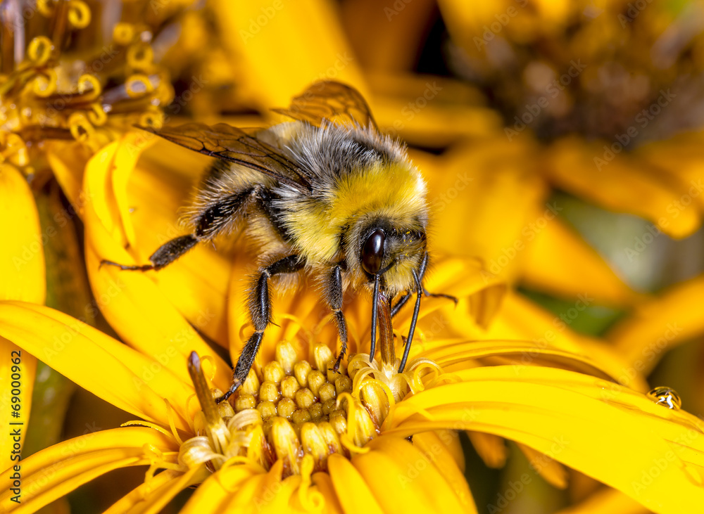 Bumblebee - obrazy, fototapety, plakaty 