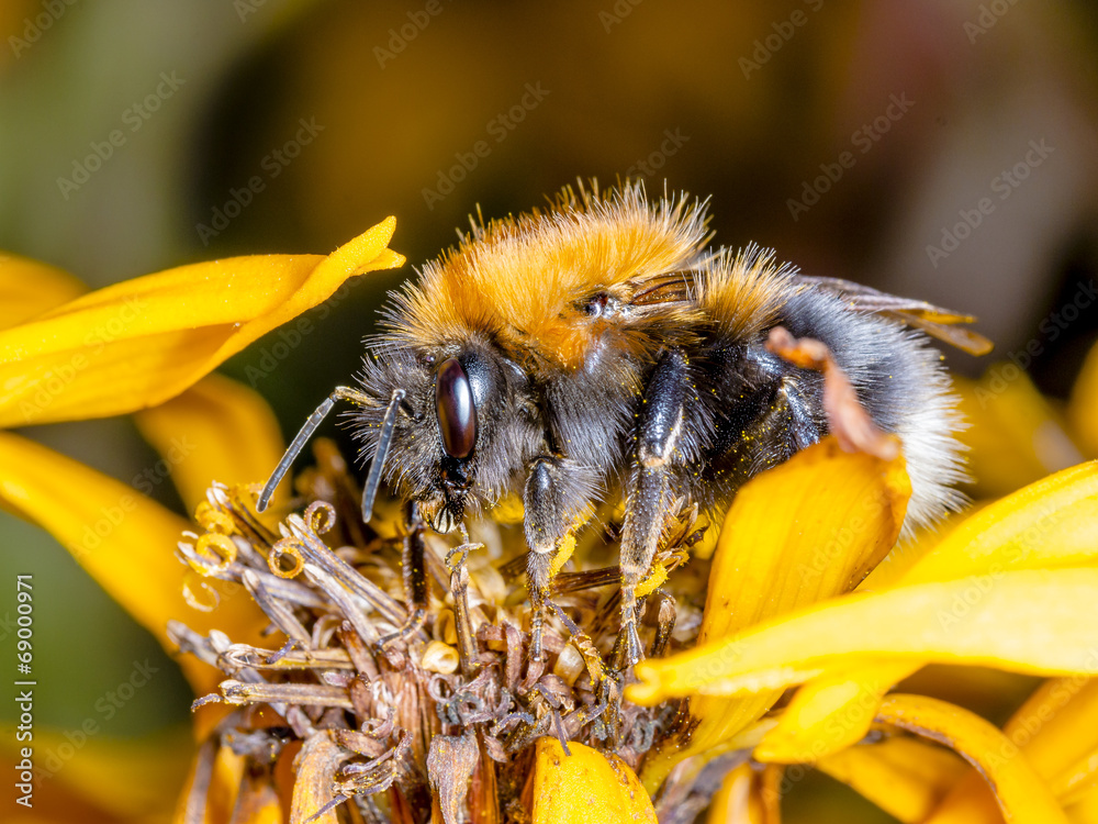 Bumblebee - obrazy, fototapety, plakaty 