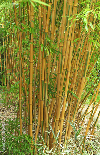 bambou Fargesia