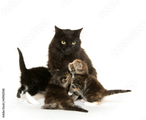 Black cat nursing kittens
