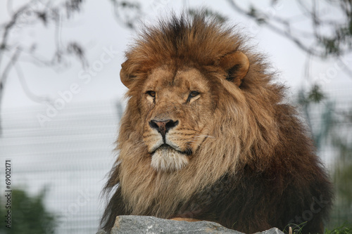 Portrait of African Male Lion photo