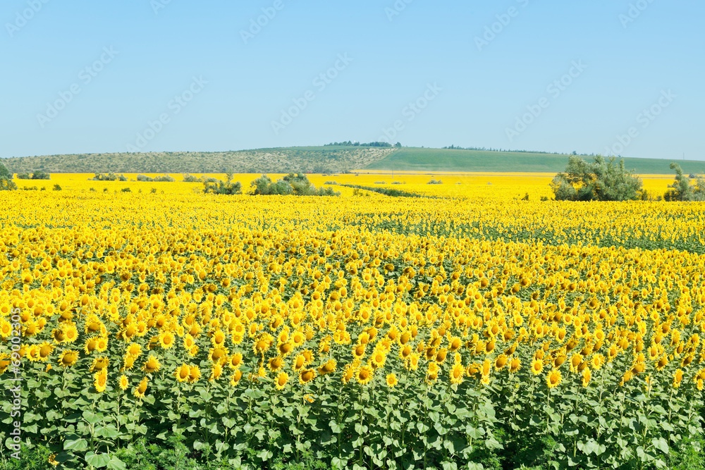 sunflower fields in hills of the Caucasus