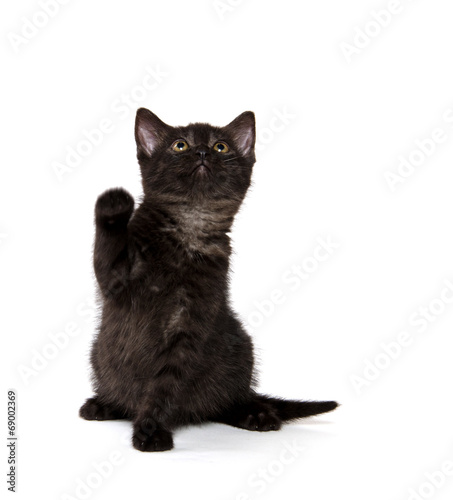 Fototapeta Naklejka Na Ścianę i Meble -  Cute black cat on white