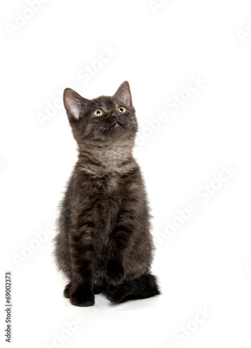 Fototapeta Naklejka Na Ścianę i Meble -  Cute black kitten