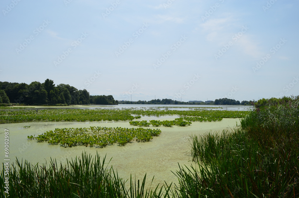 Ταπετσαρία marsh and forest in John Heinz Wildlife Refuge