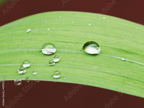 raindrops on green leaf of iris close up