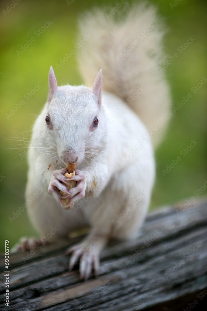 White squirrel in Olney