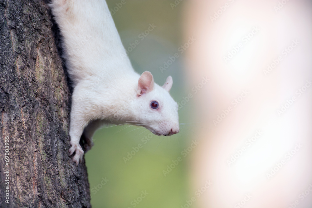 White squirrel in Olney White squirrel in Olney