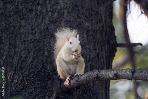 White squirrel in Olney photo