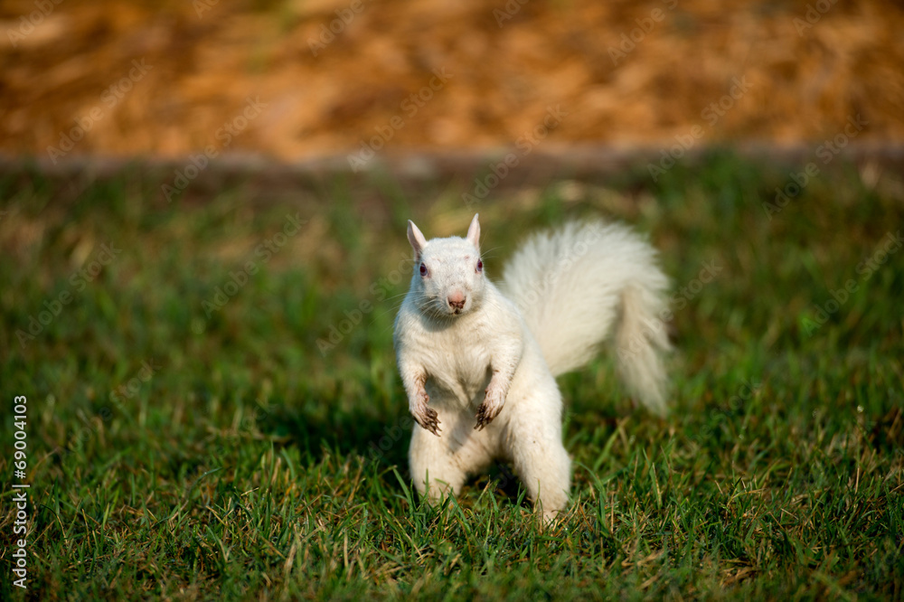 Fototapeta premium White squirrel in the grass