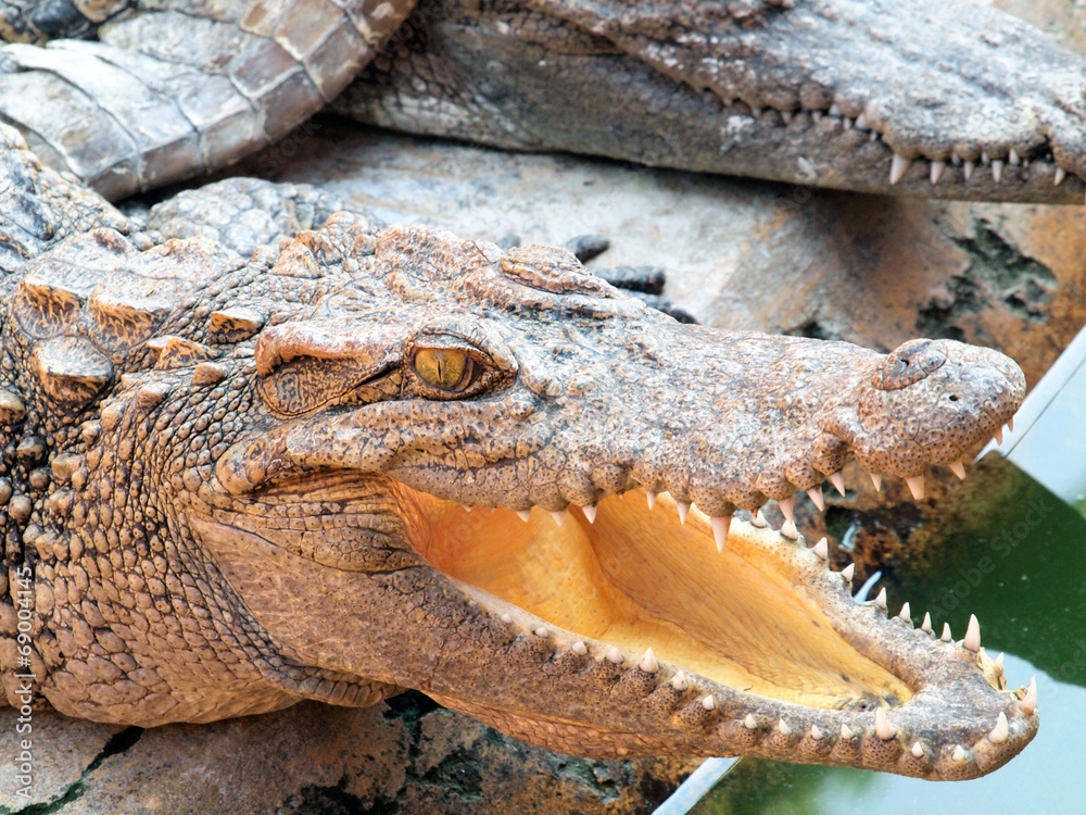 Fototapeta premium Crocodiles close up in Thailand