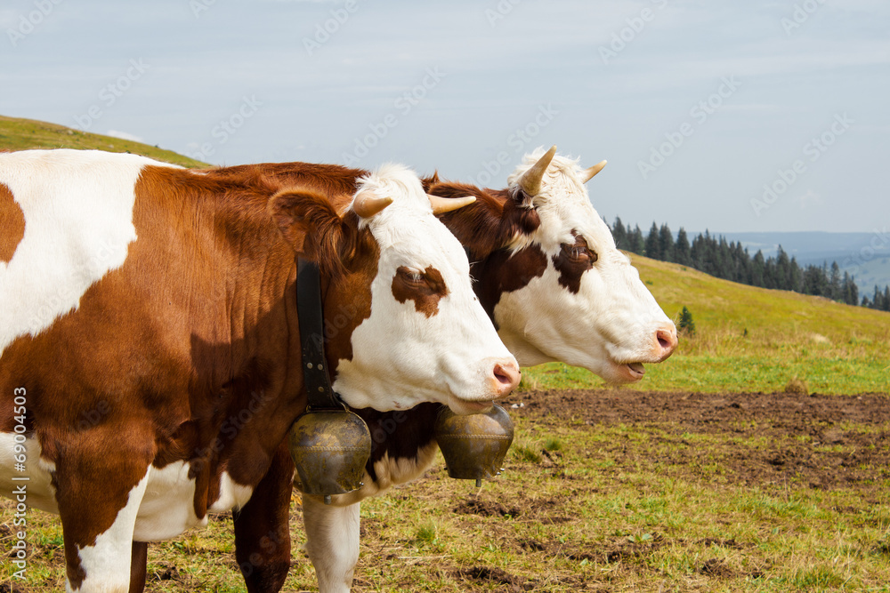Two brown spotted cows in the black forest germany Two brown spotted cows in the black forest germany