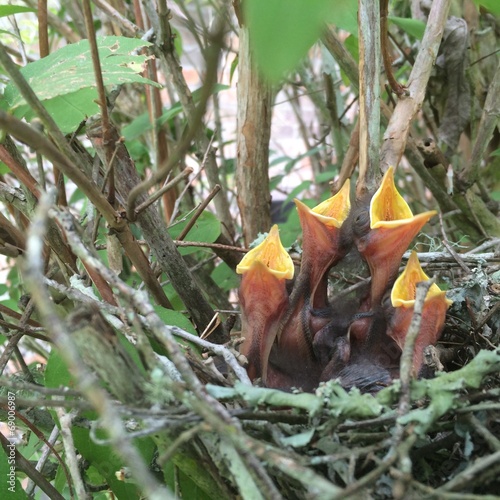 nest of four