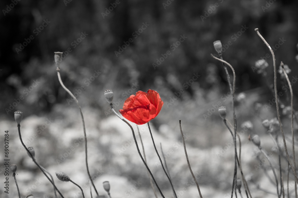 Naklejka premium Red poppy on black and white background.