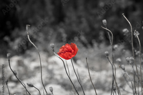 Red poppy on black and white background.