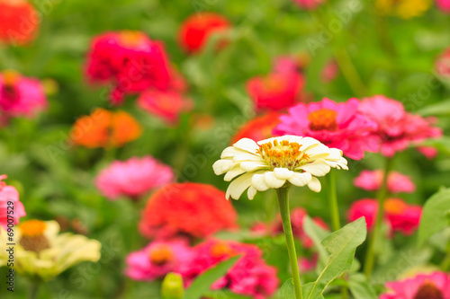 Zinnia elegans