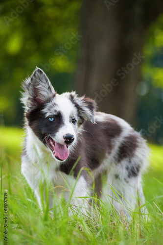 Junger Border Collie