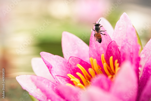 A beautiful pink waterlily or lotus flower with bee