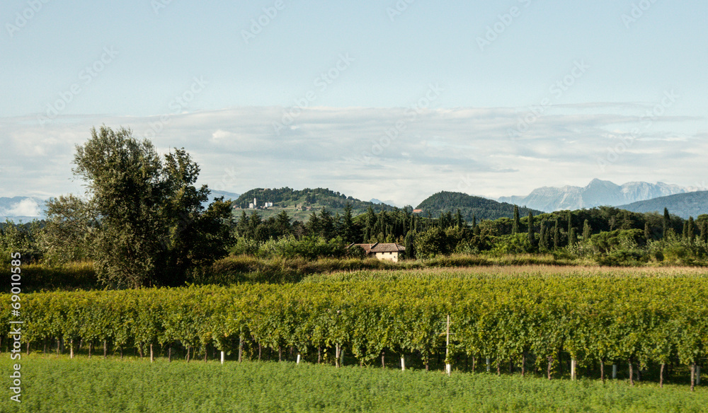 Fototapeta premium Collio