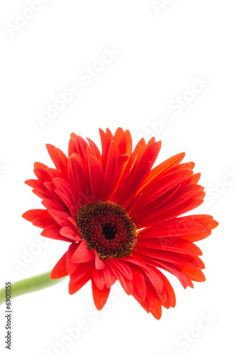 Gerbera