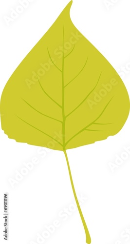 Green Leaf of black poplar