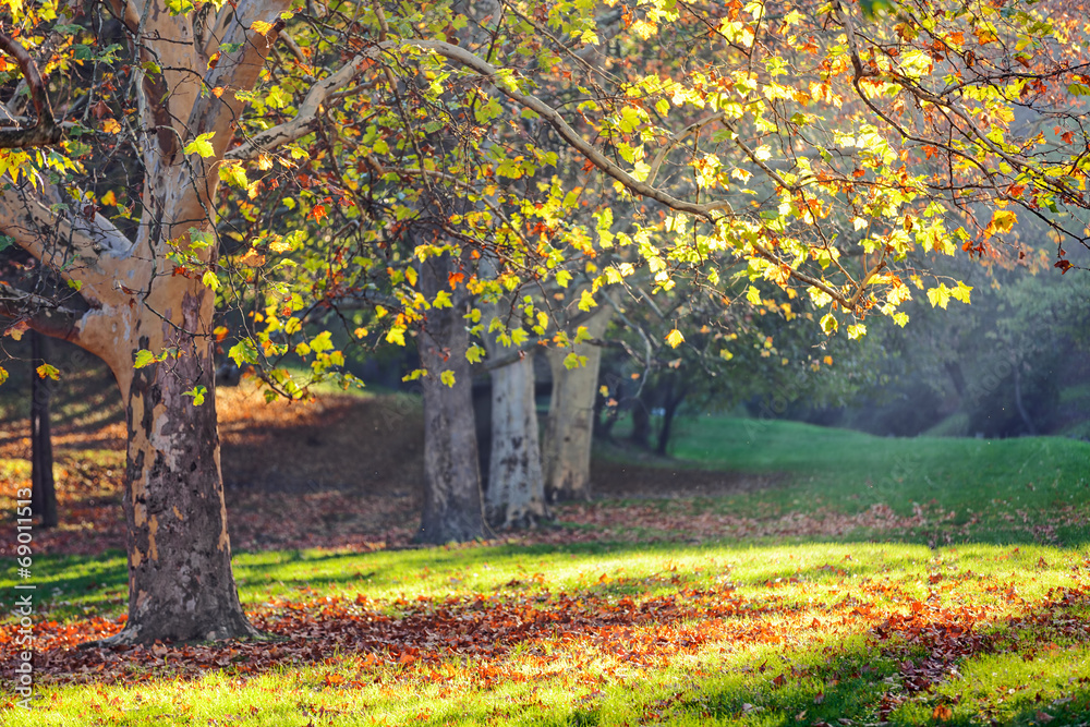 trees in park