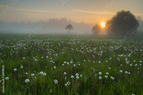 Dimma på ängen med maskrosor photo