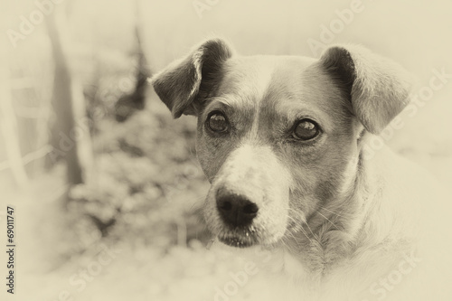 street dog