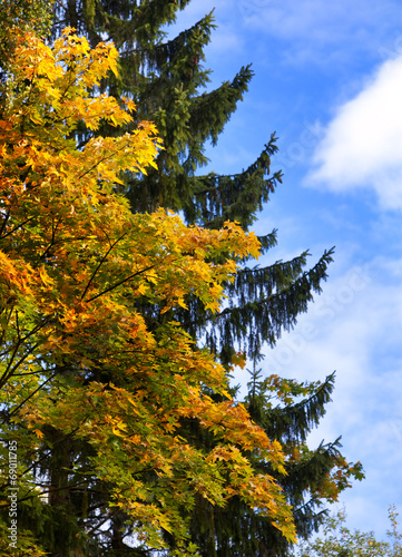 bright autumn tree in park