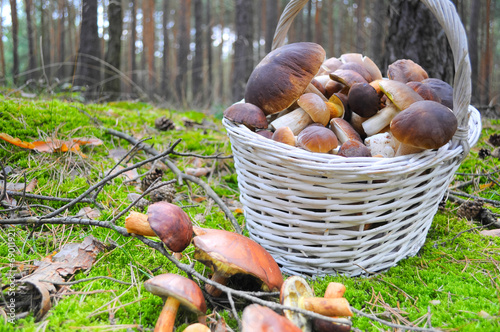 Obraz na płótnie ein Korb frischer Pilze