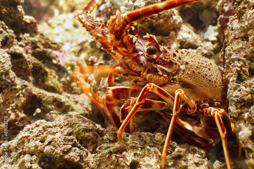aragosta - lobster