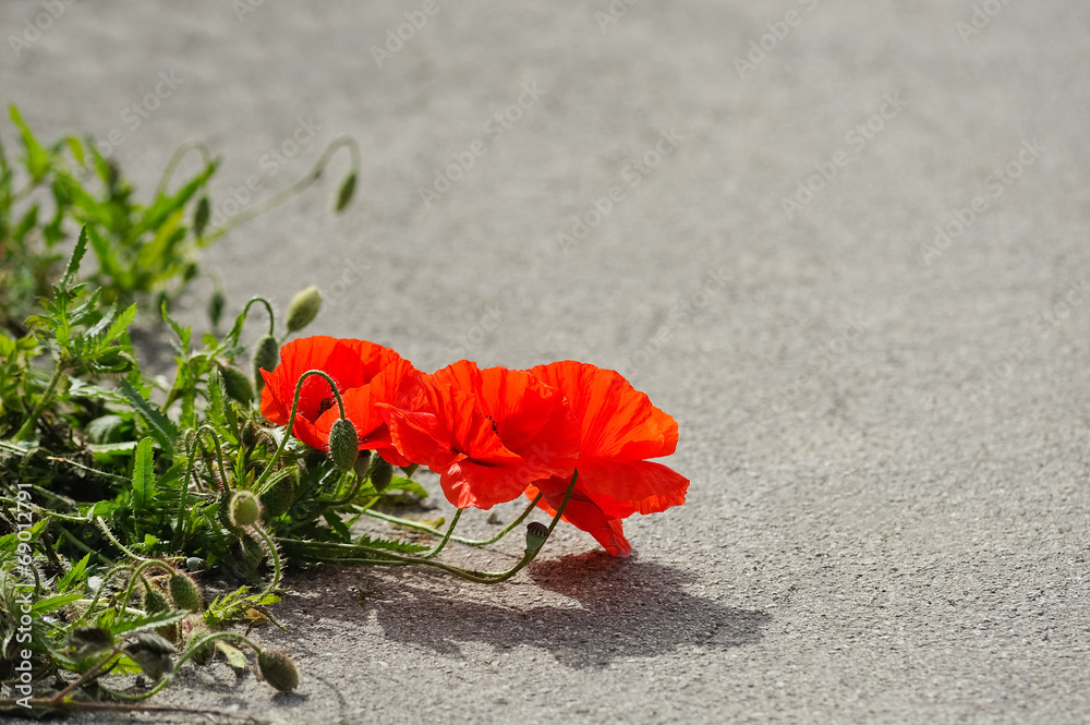 Mohnblume am Rand der Straße