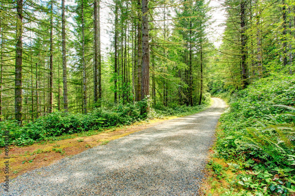 Fototapeta premium Scenic driveway in green forest. Washington state