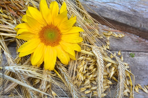 Fototapeta Naklejka Na Ścianę i Meble -  Sonnenblume und Getreide