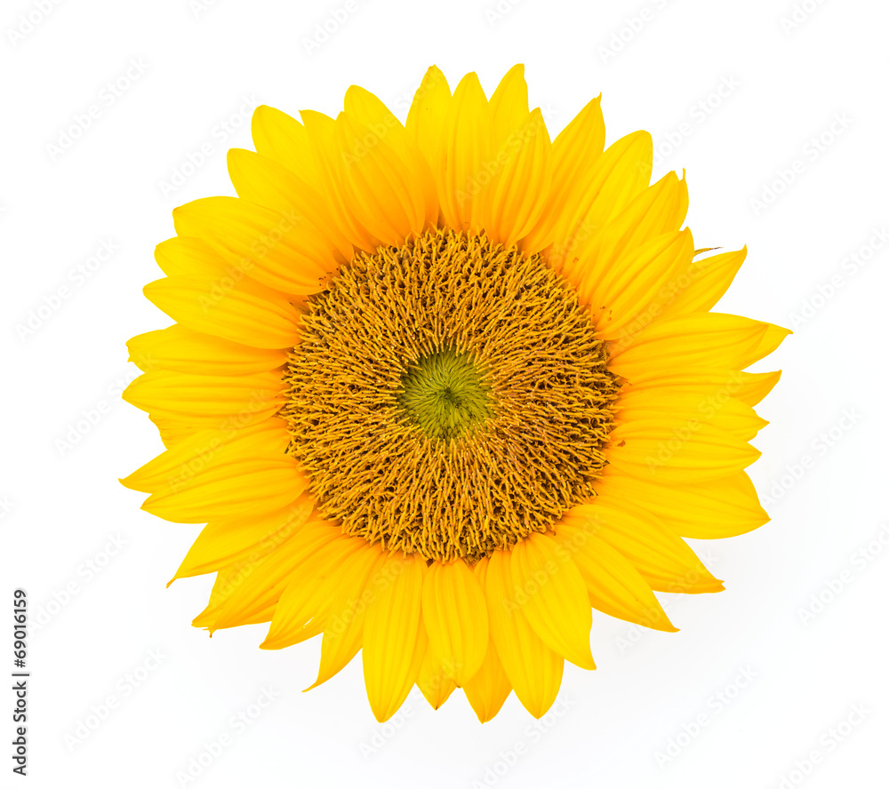 Obraz premium Sunflowers