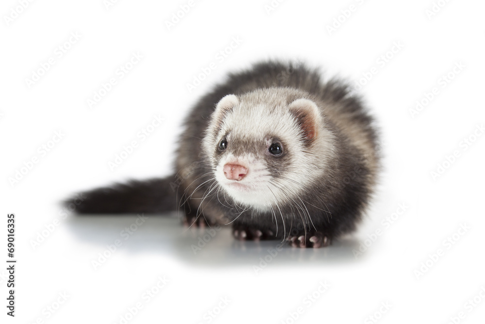 young ferret