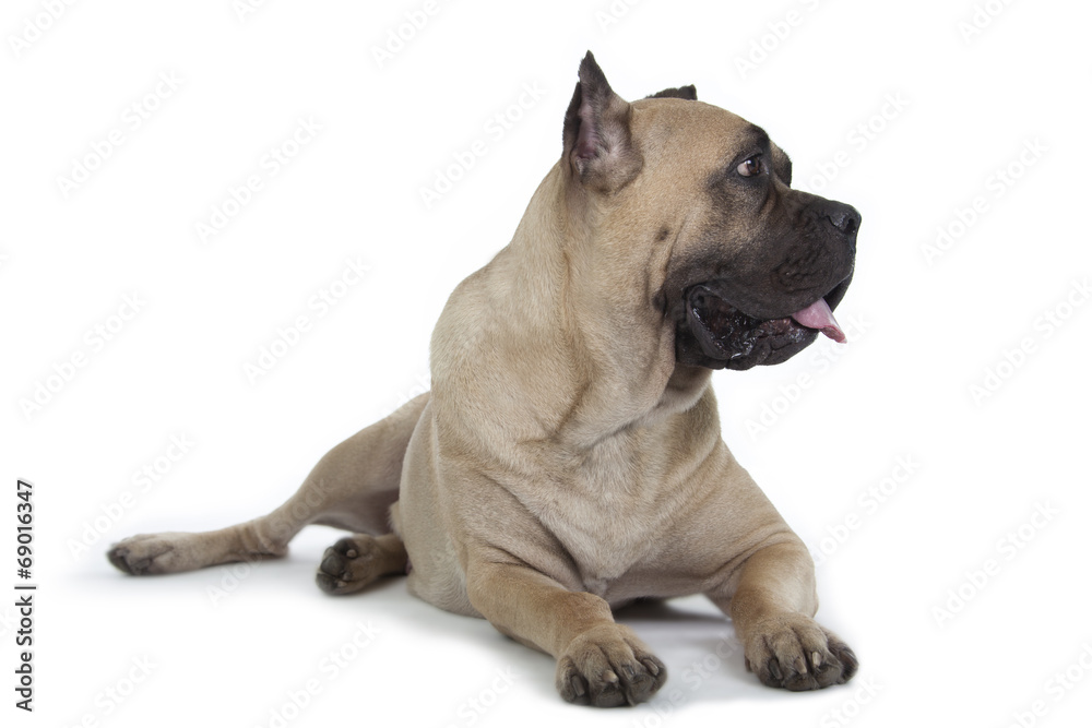 Cane Corso dog on white background