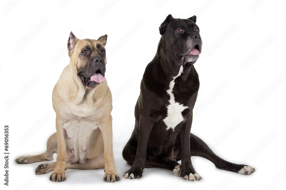 Cane Corso dogs on white background