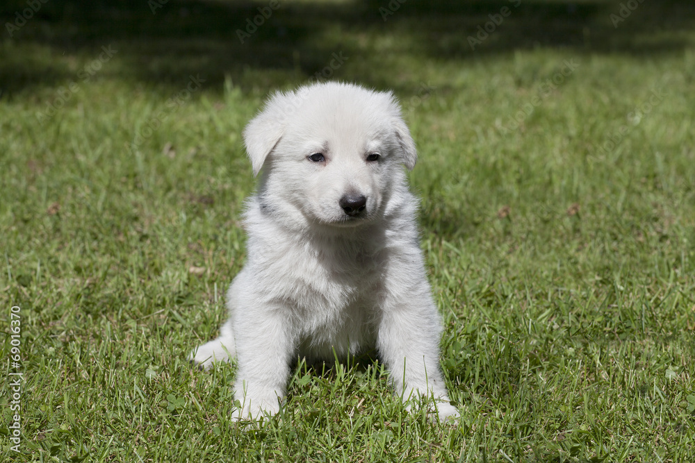 white shepherd`s puppy