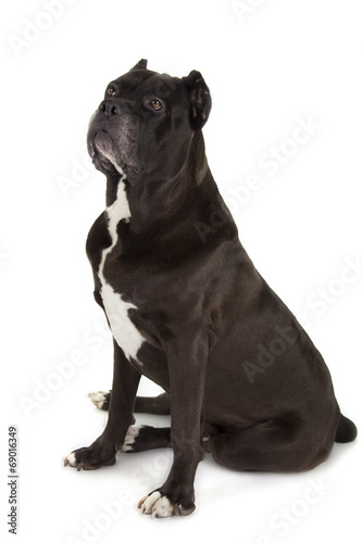 Cane Corso black dog on white background © Nikolai Tsvetkov