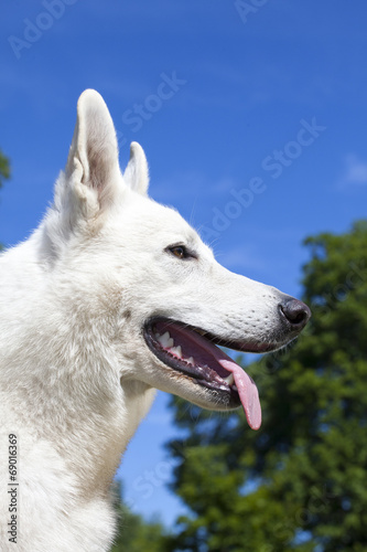 White Swiss Shepherd