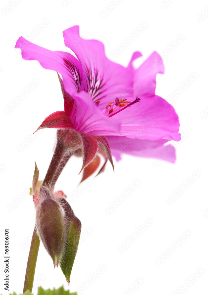 Pelargonium Pelargonium