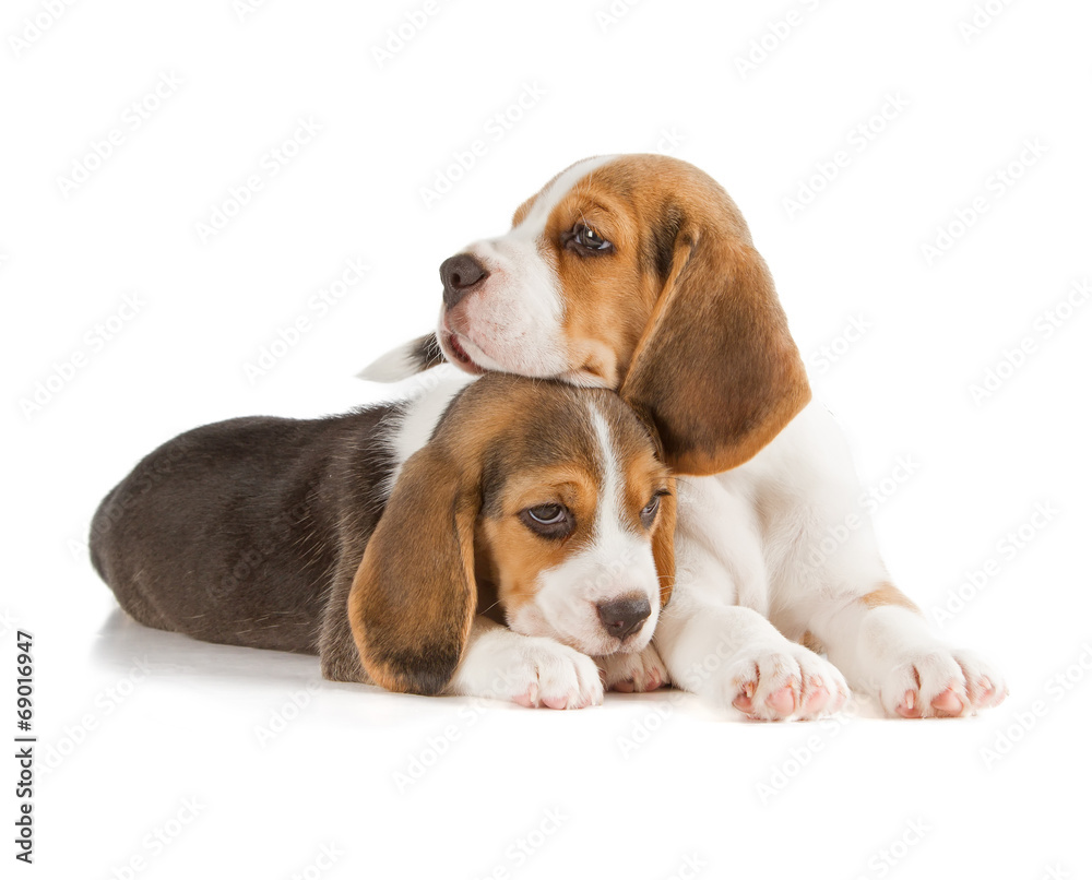Cute Beagle Puppy